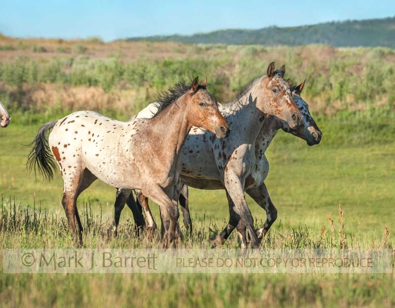 4362-56A.jpg :: Running Tiger Horse herd. The Tiger horse is a modern reconstruction of an ancient breed thought to have originated on the