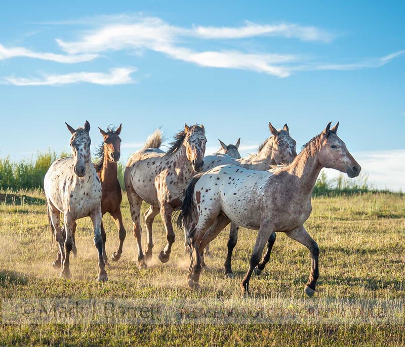 4362-72A.jpg :: Tiger Horse herd running in alpine meadow. The Tiger horse is a modern reconstruction of an ancient breed thought to have originated on the