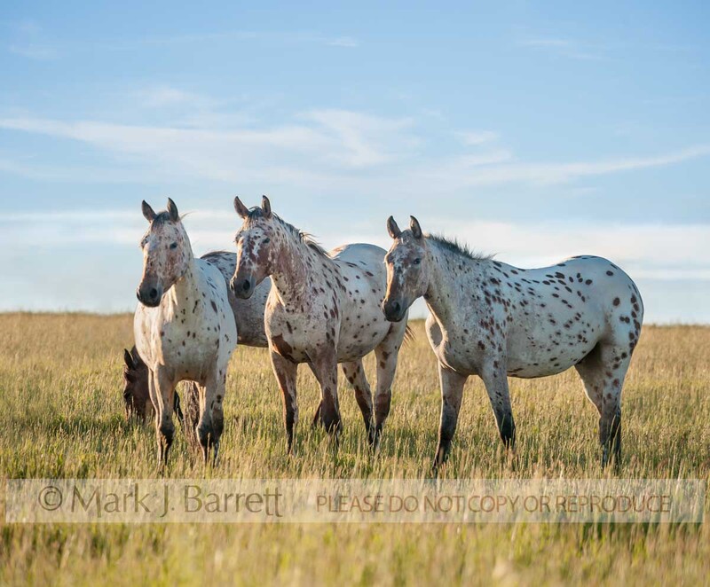 4362-75A.jpg :: Tiger Horse herd. Tiger horses are gaited, spotted trail horses with a coat color much like the Appaloosa.   The Tiger Horse is the common ancestor of Appaloosa, Knabstrupper and Noriker horses.