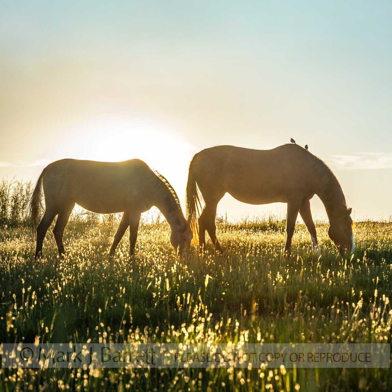 4362-89A(1).jpg :: Tiger Horses with birds grazing in late afternoomn meadow sunset