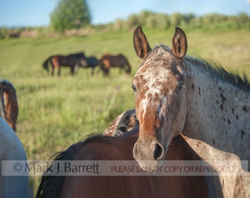 4362-8A.jpg :: adult female Tiger Horse herd in alpine field. The Tiger Horse is the common ancestor of Appaloosa, Knabstrupper and Noriker horses.