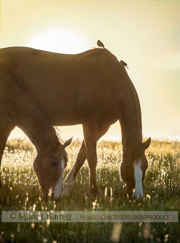 4362-92A.jpg :: adult female Tiger Horse mares with birds aboard graze meadow grasses at sunset.