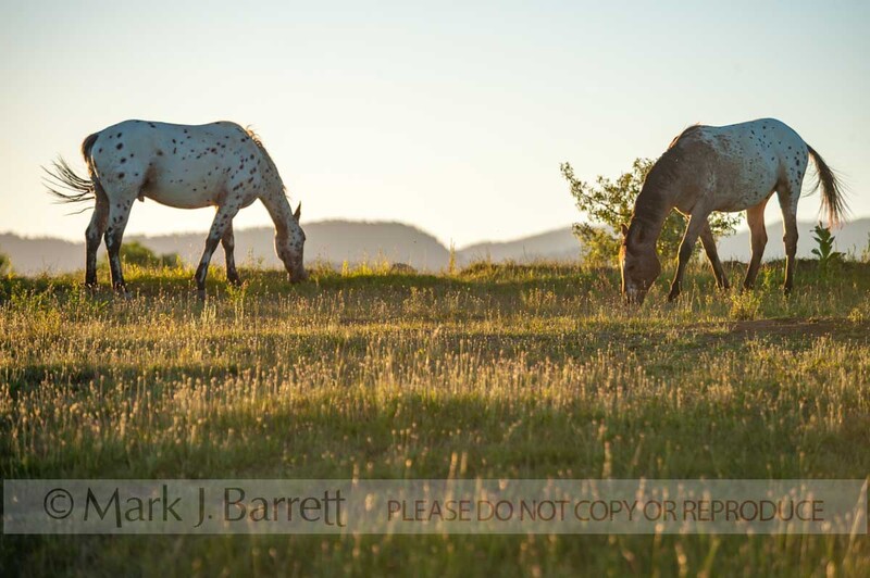 4362-96(1).jpg :: Tiger Horses graze on rise at sunset
