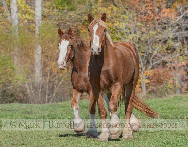 4363-11A.jpg :: A pair of Clydesdale Draft Horses running togetherDraft Horses running