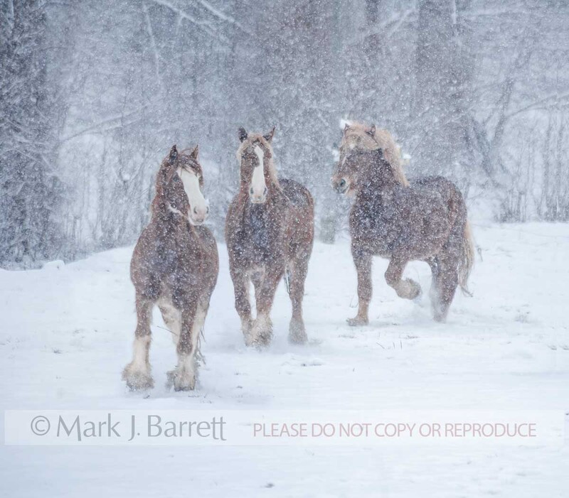 4365-15B.jpg :: Three adult Clydesdale draft horses running in winter snow storm