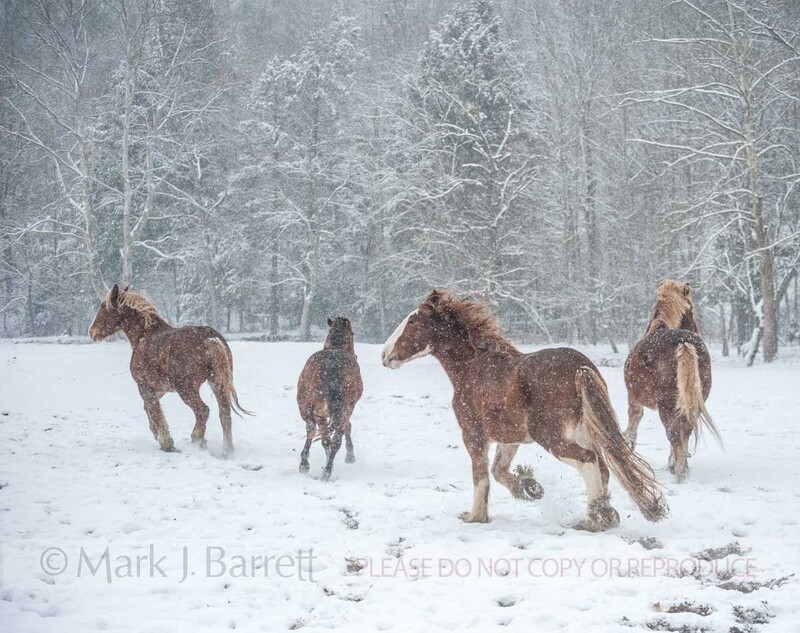 4365-21(1).jpg :: Belgian and Shire Draft Horses running in snow storm