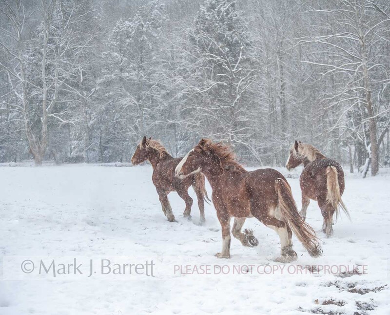 4365-21A-2.jpg :: adult Clydesdale Draft Horses running in snowy field in winter storm