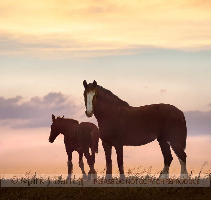 4367-16C(1).jpg :: Clydesdale draft horse mare and foal silhouette on horizon AT DUSK