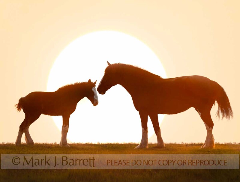 4367-18A(1).jpg :: Clydesdale draft horse mare and foal silhouette on horizon