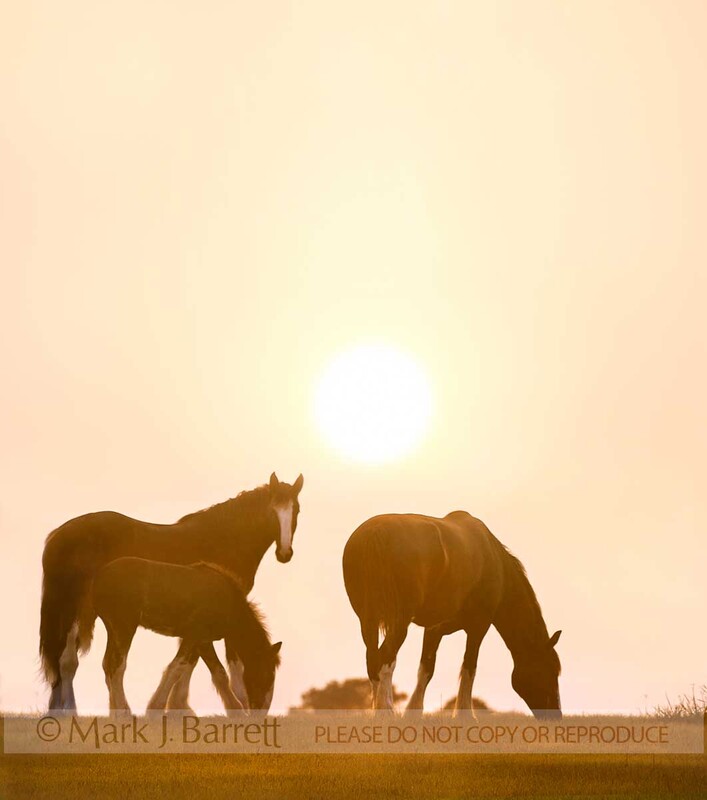 4367-5B(1).jpg :: Clydesdale draft horse mares and foal graze on horizon with setting sun behind