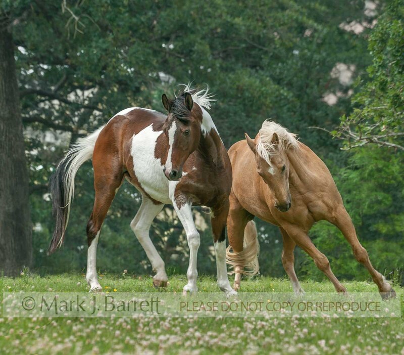 4368-19(1).jpg :: adult male American Quarter Horse and  female  Pinto National Show Horse mare romp in wildflower field