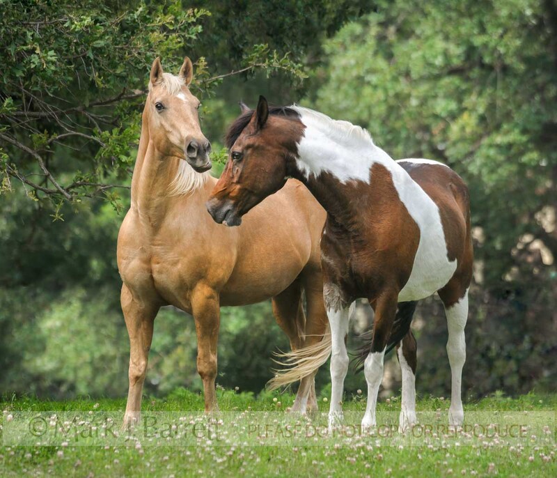 4368-25(1).jpg :: Quarter Horse gelding and Pinto National Show Horse mare