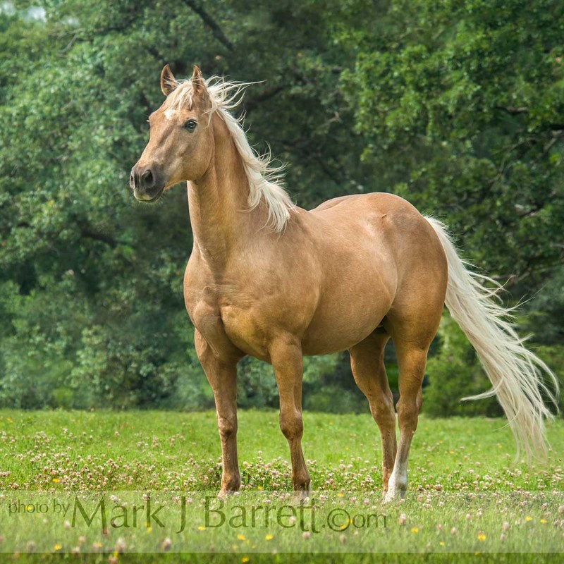 4368-4B(1).jpg :: Palomino Quarter Horse gelding