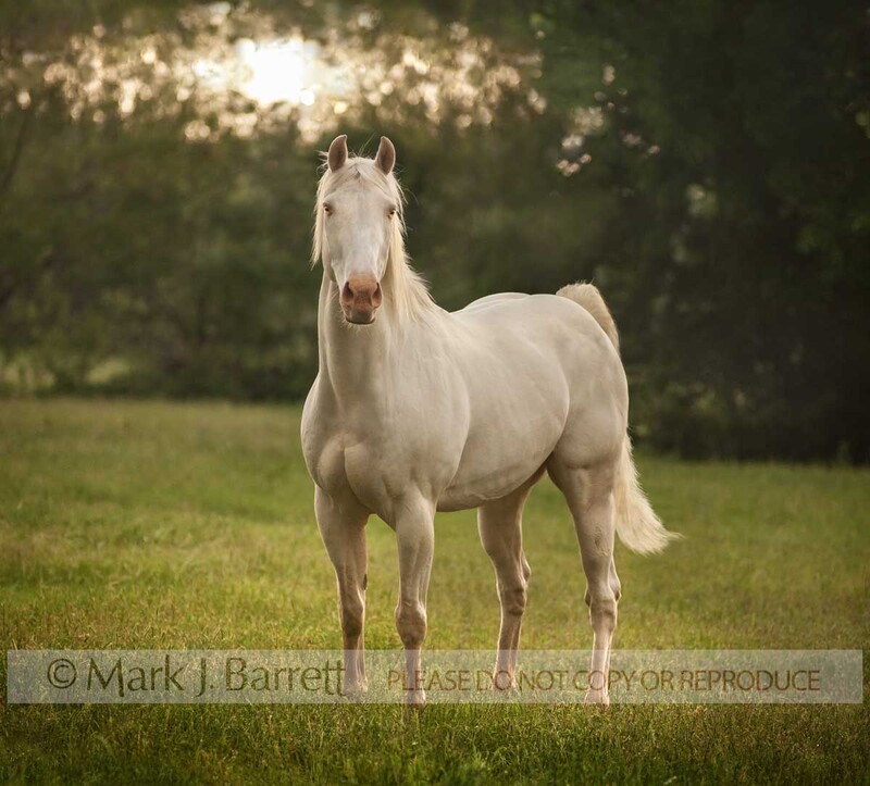 4371-37A.jpg :: Cremello stallion