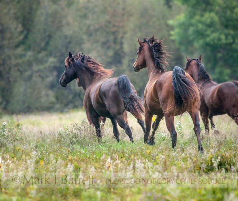 4376-2A(1).jpg :: Morgan horse herd