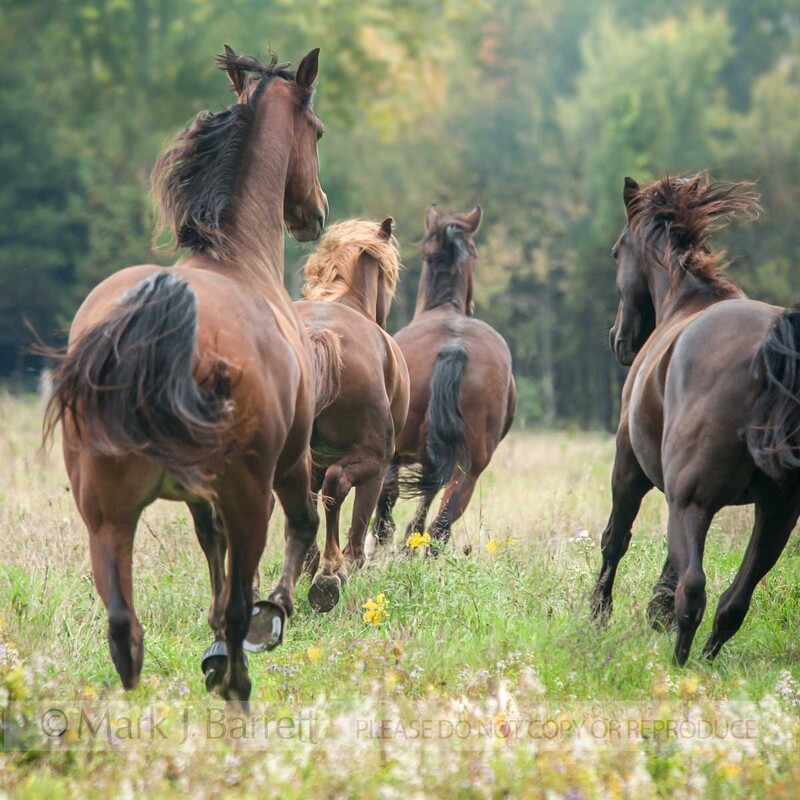 4376-6A(1).jpg :: Tennessee Walker horses