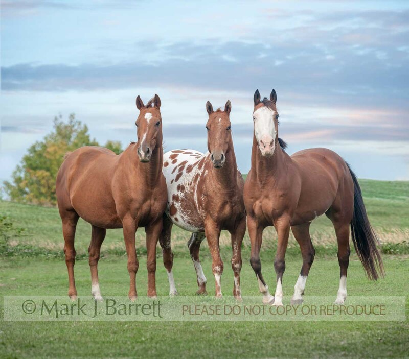 4377-23A.jpg :: Three adult male Appaloosas and Quater horses stand in green grass meadow