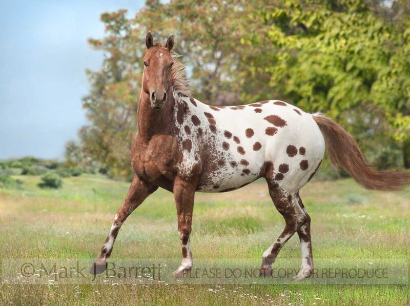 4377-34B(1).jpg :: Appaloosa gelding with red roan blanket coat