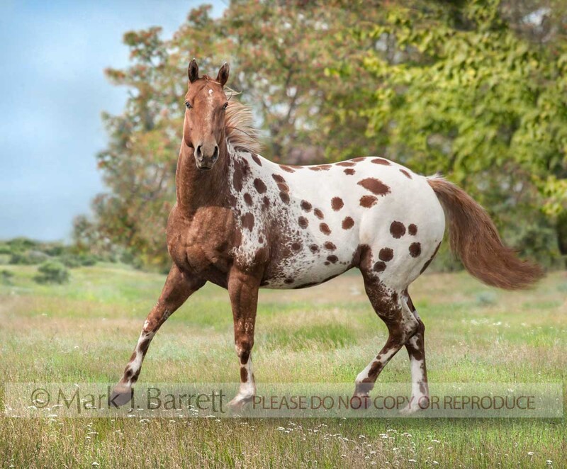 4377-34B(2).jpg :: adult male Appaloosa horse  gelding with red roan blanket coat