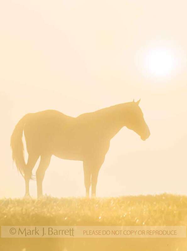 4378-1A(1).jpg :: Horse sillhouette in fog on horizon at sunrise