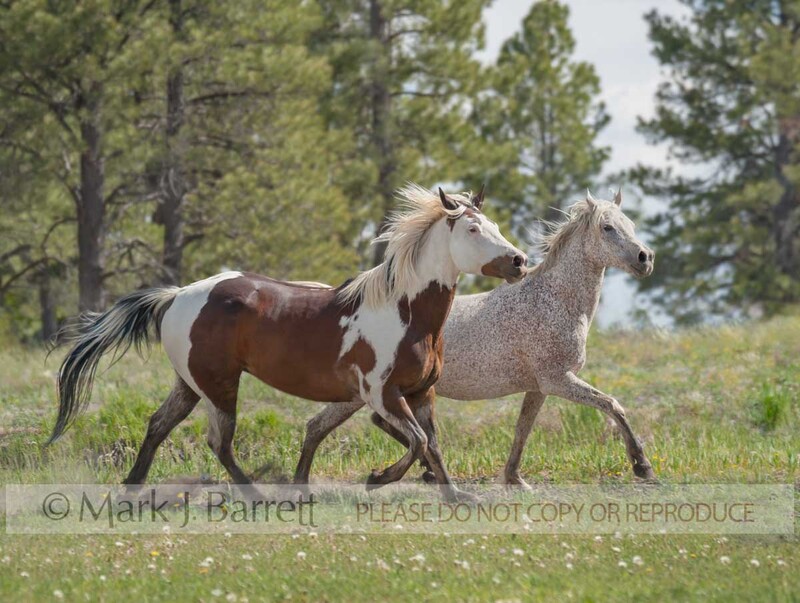 4379-11A.jpg :: adult female Arabian horse mare with Paint Horse male gelding in alpine field