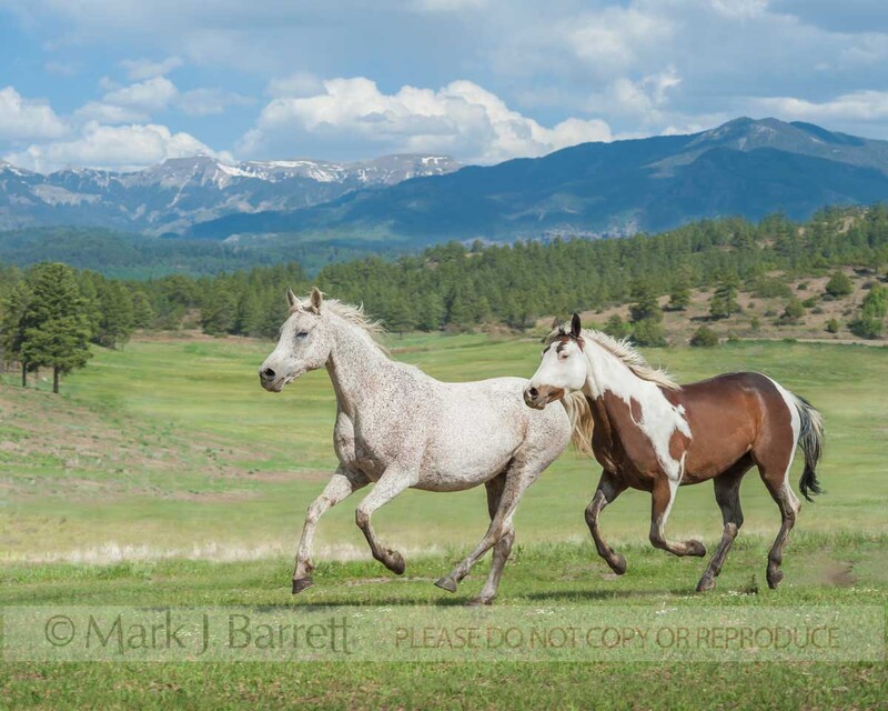 4379-15(1).jpg :: Egyptian Arabian mare with Quarter Horse appendix Paint gelding