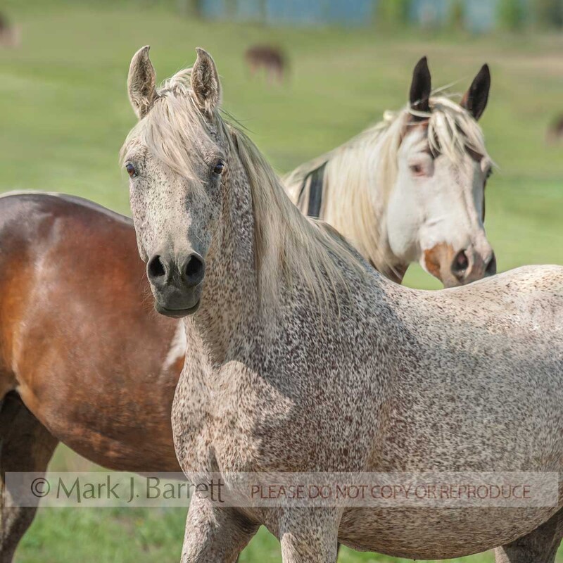 4379-1A(1).jpg :: adult female Arabian and Paint horses together in green field
