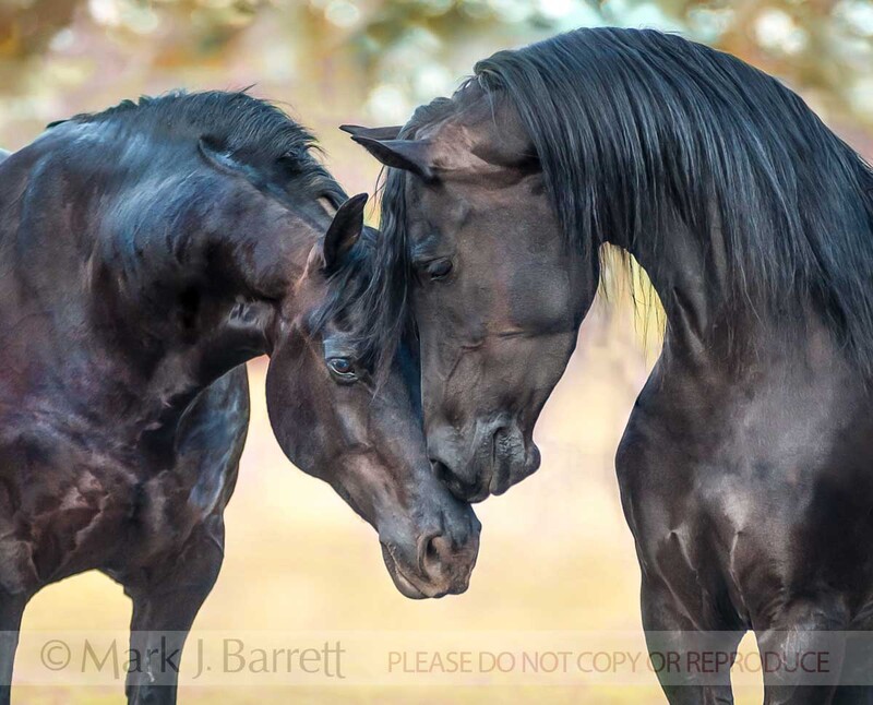 4380-6B(2).jpg :: Friesian-Arabian cross stallion and mare
