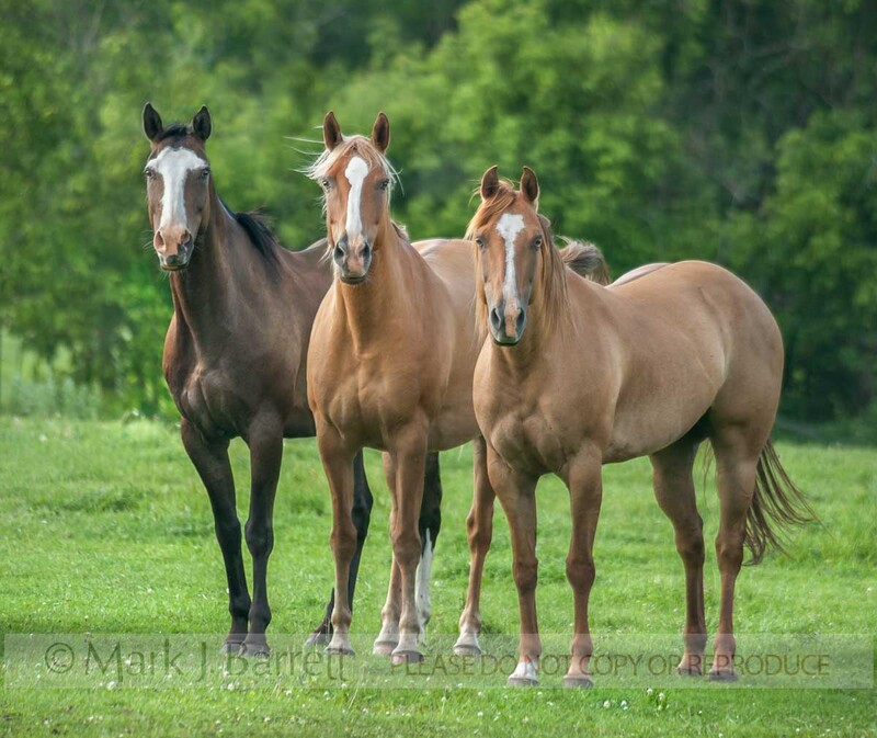 4381-29A(1).jpg :: three adult female horsea mares stand together alertly in green pasture