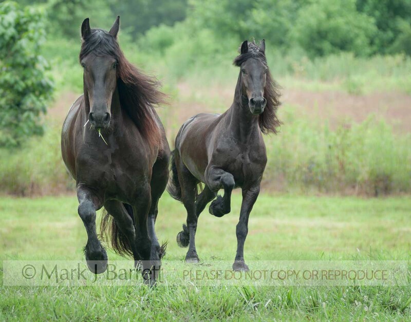 4382-15C.jpg :: adult female Friesian horse mares run head on in grass field and Dutch Trekahner warmblood gelding