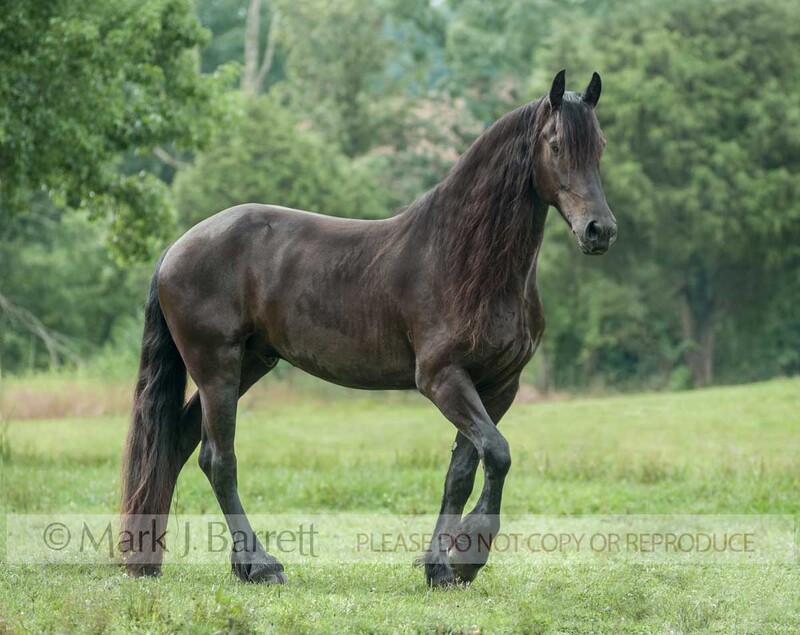 4382-16A.jpg :: adult female Friesian mare in grass field