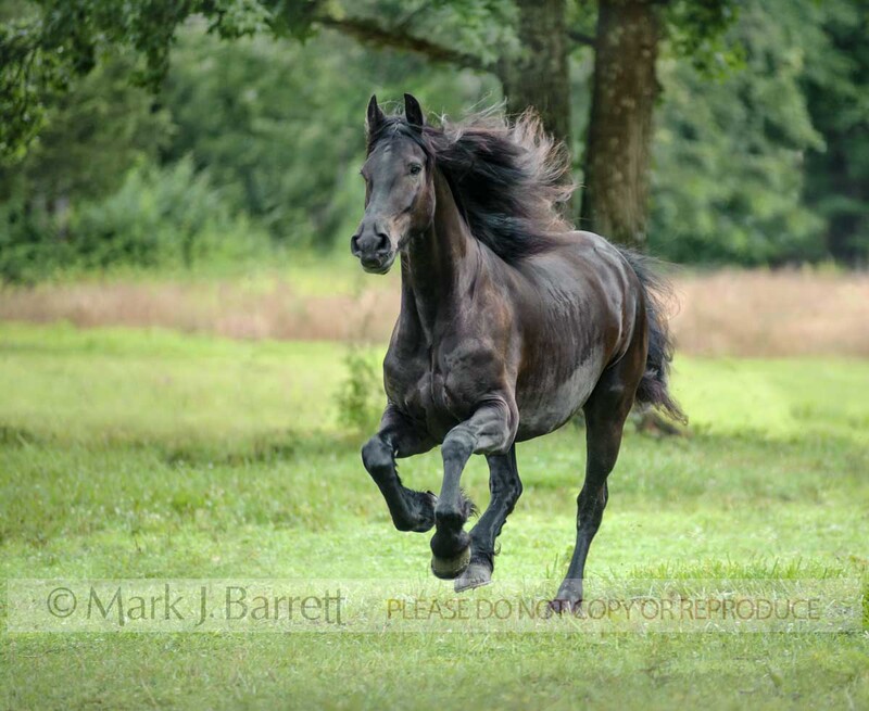 4382-3.jpg :: adult female Friesian horse mare runs head on in grass field.