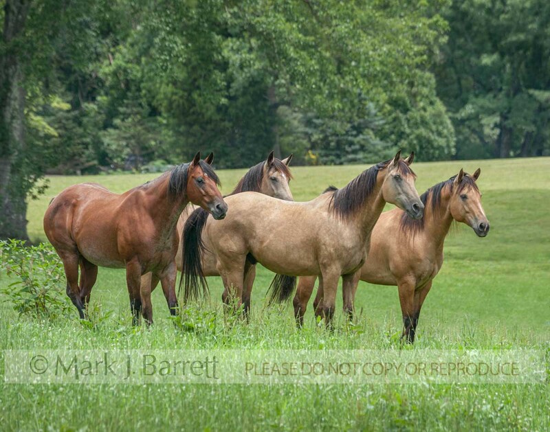 4383-32A.jpg :: adult female American Quarter horse herd in tall grass field