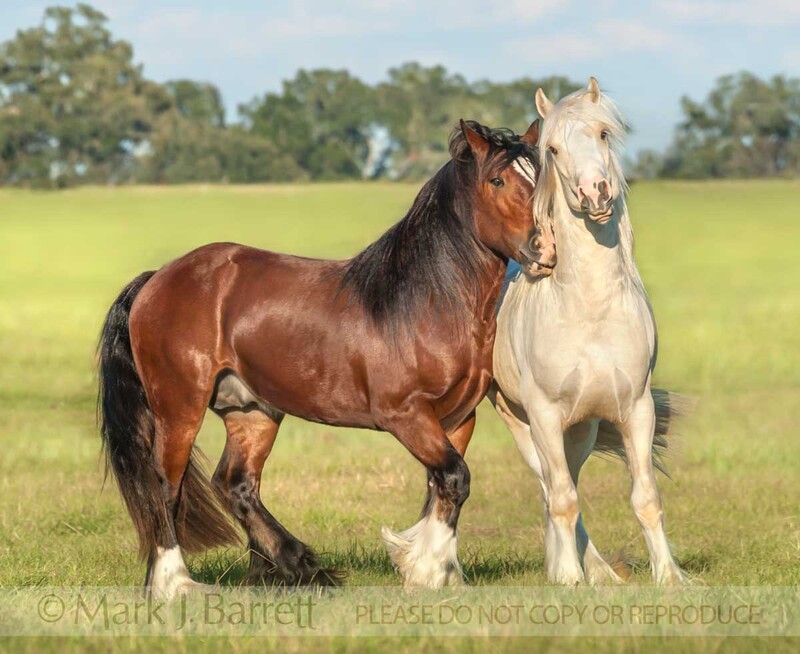 4385-17A(3).jpg :: Gypsy Vanner Horse colts play