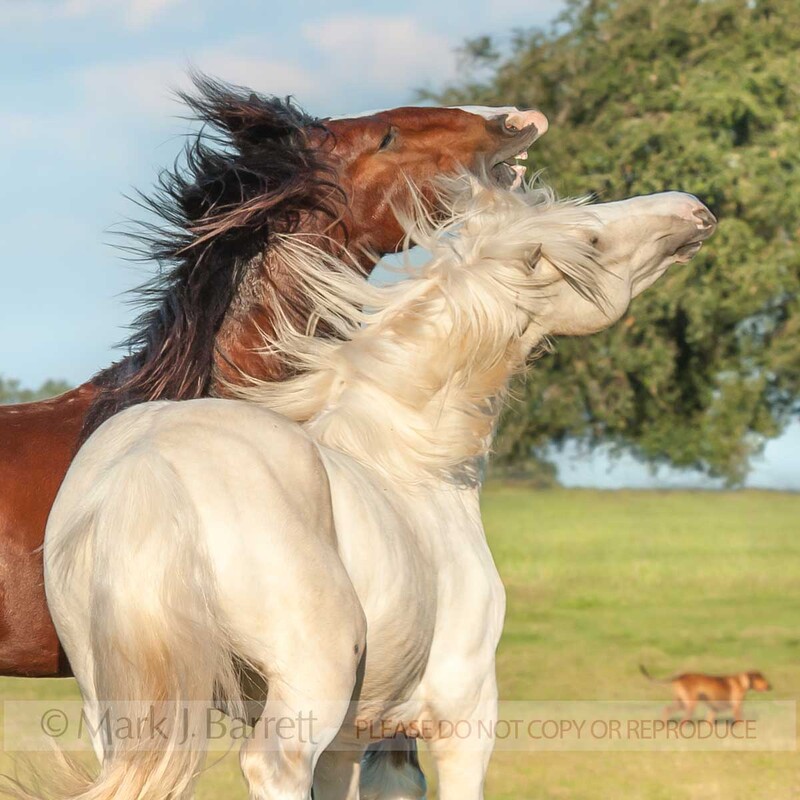 4385-22B(2).jpg :: Gypsy Vanner Horse colts play