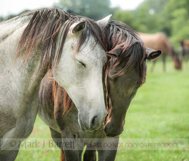 4391-45(2).jpg :: Quarter Horse mares greet