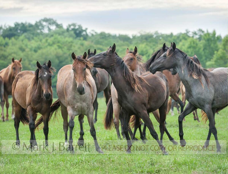 4391-4A.jpg :: Herd of cuious adult, juvenile and  foal baby American Quarter horse mares in lush grass field