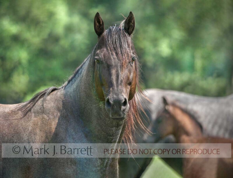 4391-52A(1).jpg :: Adult male Quarter Horse stallion with mare and foal in field
