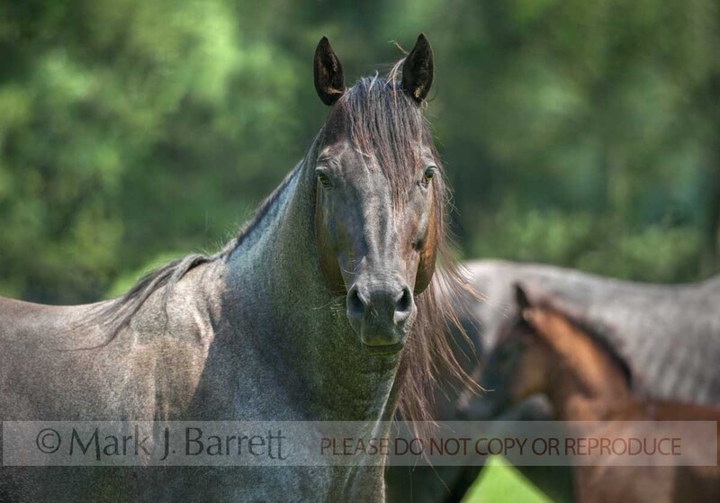 4391-52A.jpg :: Adult male Quarter Horse stallion with mare and foal in background