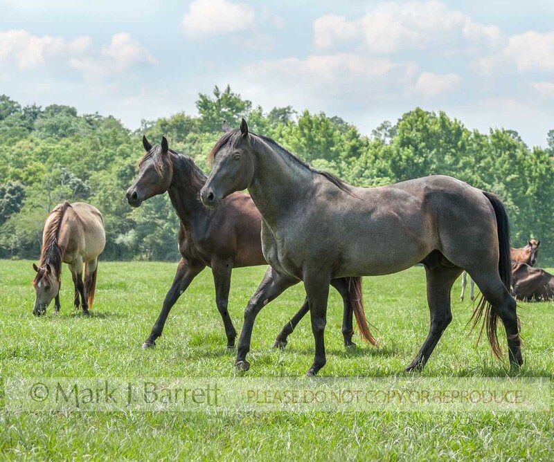 4391-56(1).jpg :: adult male Quarter Horse stallion with mares and foals in grass field.