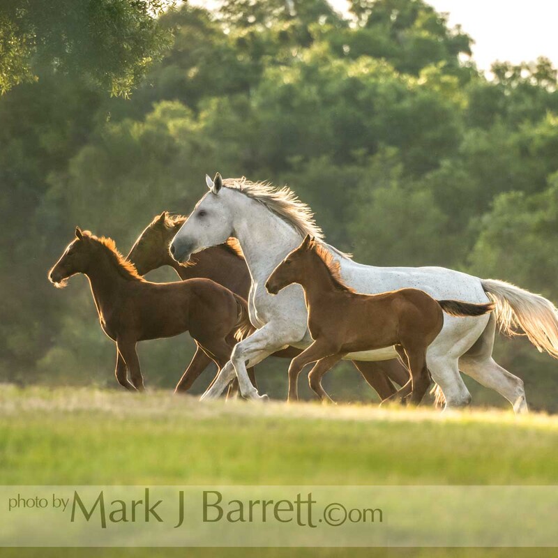 4399-20(1).jpg :: Thoroughbred mare and foal horses in late afternoon