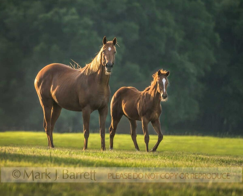 4399-31(1).jpg :: Thoroughbred mare and foal horses in late afternoon