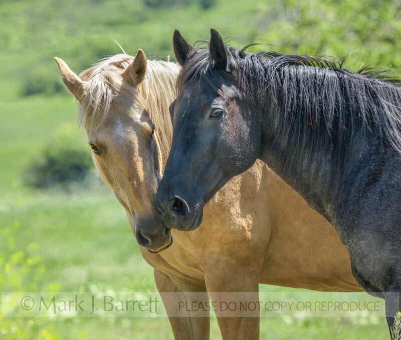 4400-63A.jpg :: adult Quarter Horse mares touch muzzles