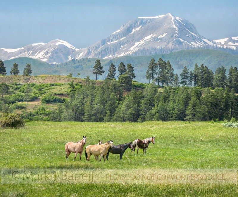 4402-1B-2(1).jpg :: Quarter Horses in scenic mountain pasture, Durango, Colorado
