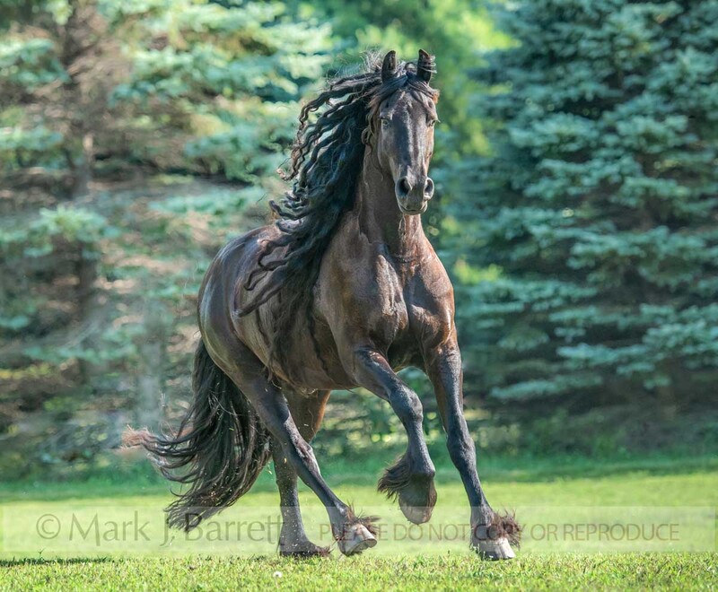 4413-51.jpg :: Dutch Friesian horse stallion