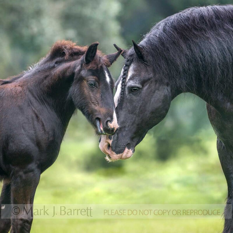 4419-19A(1).jpg :: Senior aged Gypsy Vanner Horse stallion greets his foal