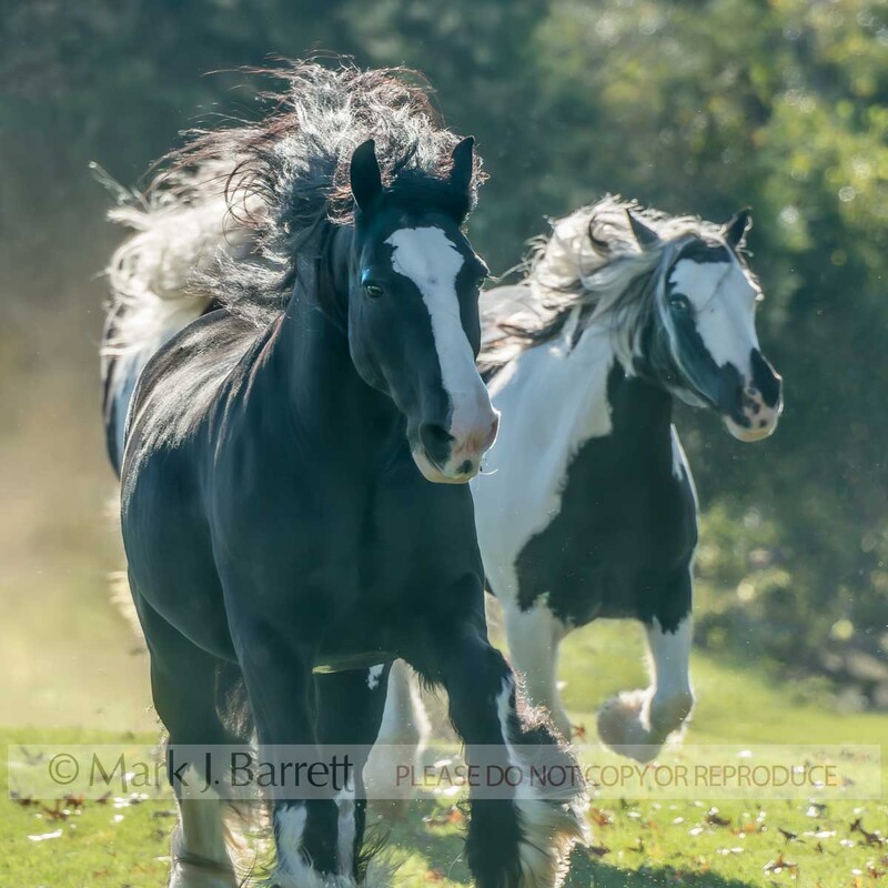 4424-46A.jpg :: adult female Gypsy Vanner Horse mares run head on  in grass field