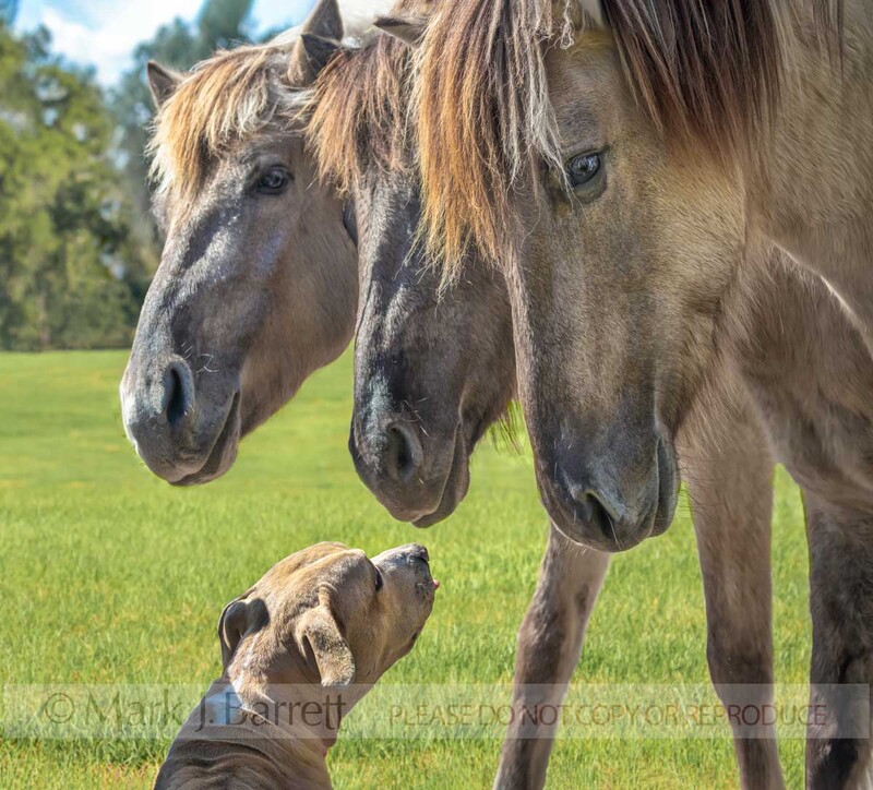 4427-3A(1).jpg :: Three curious Mustang horses greet friendly dog