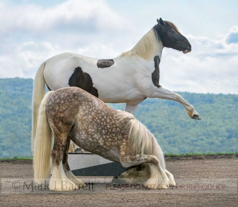 4429-31A(1).jpg :: Two performing horses doing trick.