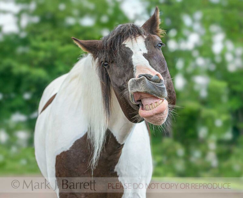 4430-11A(1).jpg :: HORSE CURLING LIP UP TO MAKE HUMOROUS FACE